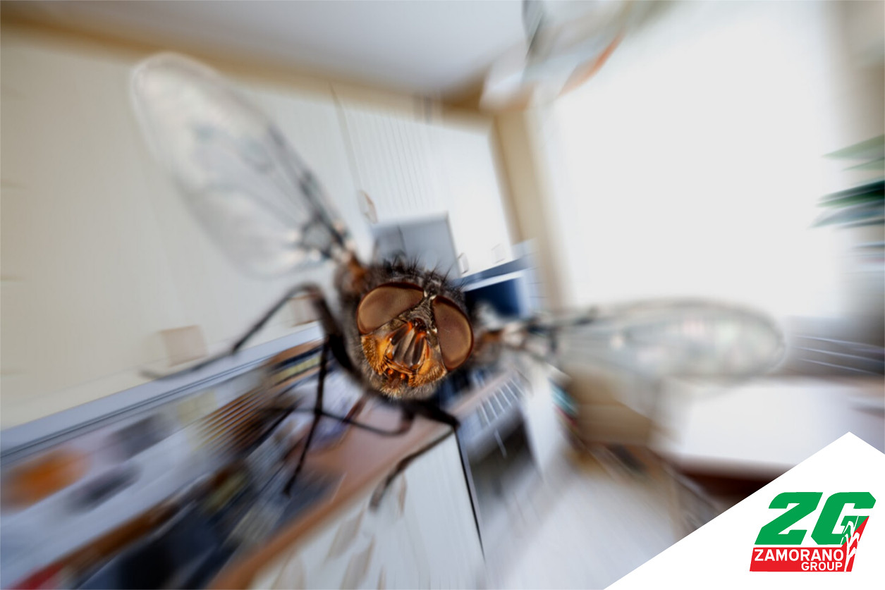 ¿Cómo evitar la entrada de insectos voladores en el hogar?